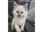 talented super ragdoll kittens searching for new homes