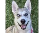 Adopt Luna - ECAS a Siberian Husky