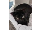 Adopt Shadow the Hedgehog a Domestic Short Hair