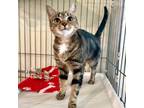 Adopt Azalea a Domestic Short Hair