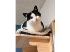 Adopt Zoe a Domestic Short Hair