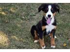 Bernese Mountain Dog Puppy for sale in Mansfield, OH, USA