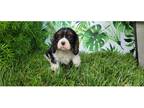 Cavalier King Charles Spaniel Puppy for sale in Bloomington, IN, USA