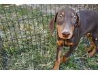 Doberman Pinscher Puppy for sale in Joplin, MO, USA