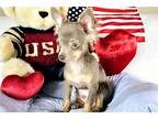 Chihuahua Puppy for sale in Fort Myers, FL, USA