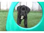 Great Dane Puppy for sale in South Bend, IN, USA