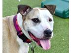 Adopt Lovely Rita a Pit Bull Terrier, Mixed Breed