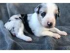 Miniature Australian Shepherd Puppy for sale in Oklahoma City, OK, USA