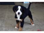 Bernese Mountain Dog Puppy for sale in Mansfield, OH, USA