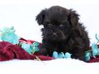 Havanese Puppy for sale in Fayetteville, AR, USA