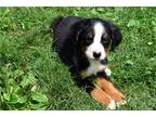 Bernese Mountain Dog Puppy for sale in Mansfield, OH, USA