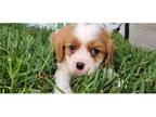 Cavalier King Charles Spaniel Puppy for sale in Bloomington, IN, USA