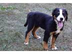 Bernese Mountain Dog Puppy for sale in Mansfield, OH, USA