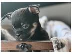 Chihuahua Puppy for sale in Columbia, SC, USA