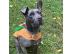 Adopt Aster a Pit Bull Terrier