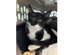 Adopt Bunnie XO 1068-24 a Domestic Short Hair