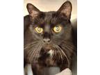 Adopt Mimi a Domestic Short Hair