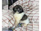 ShihPoo PUPPY FOR SALE ADN-814018 - SHIHPOO PUPPIES