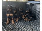 Doberman Pinscher PUPPY FOR SALE ADN-814027 - Doberman pups