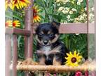 Pembroke Welsh Corgi-Yorkshire Terrier Mix PUPPY FOR SALE ADN-814072 - Yorkie