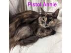 Adopt Pistol Annie a Maine Coon, Domestic Long Hair