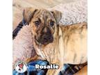 Adopt Rosalie a Catahoula Leopard Dog, Pit Bull Terrier