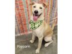 Adopt Popcorn a Labrador Retriever