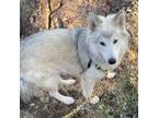 Adopt Mystic a American Eskimo Dog, Alaskan Malamute