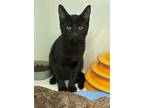 Adopt Nintendo Kirby a Domestic Short Hair