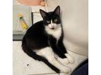 Adopt Furry Bud a Domestic Short Hair