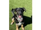 Adopt Tamlin a Shepherd, Mixed Breed