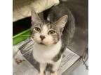 Adopt Kailua a Domestic Short Hair