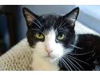 Adopt Lovey a Domestic Short Hair