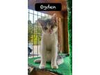 Adopt Ogden a Domestic Short Hair