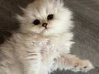 Snowy Scottish Fold Kittens