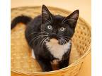 Mel B - She Cannot Be Any Cute, Domestic Shorthair For Adoption In South Salem
