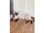 Sweetie, Siamese For Adoption In Dallas, Texas