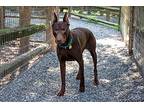 Breckenridge, Doberman Pinscher For Adoption In Greensboro, North Carolina