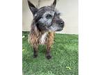 Chloe, Terrier (unknown Type, Small) For Adoption In Corona, California