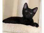 River, Domestic Shorthair For Adoption In Long Beach, California