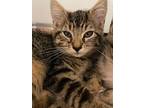 Gamora, Domestic Shorthair For Adoption In Appomattox, Virginia