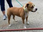 Bella, American Pit Bull Terrier For Adoption In Vincennes, Indiana