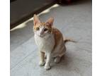 Flame, Domestic Shorthair For Adoption In Springfield, Virginia