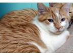 Henry, Domestic Shorthair For Adoption In Fairfax, Virginia