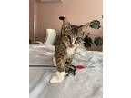 Alfredo, Domestic Shorthair For Adoption In Phillipsburg, New Jersey