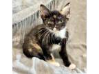 Adopt Haiku a Domestic Short Hair