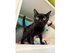 Adopt Bubblegum @ Portsmouth Petco a Domestic Short Hair