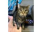 Adopt Tressie a Domestic Short Hair