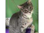 Adopt Chip a Domestic Short Hair