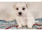 Maltese Puppy for sale in Fort Wayne, IN, USA